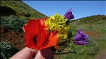 Flores silvestres. Ventejís. El Hierro